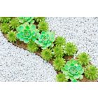 fehér kavicsos kert