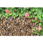 Aranybarna gyöngykavics - zsákos kiszerelés