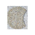 Kiharapott Kör Alakú Tipegő/Lépőkő, gyöngykavics, egom-kő (átmérő: 60 cm)